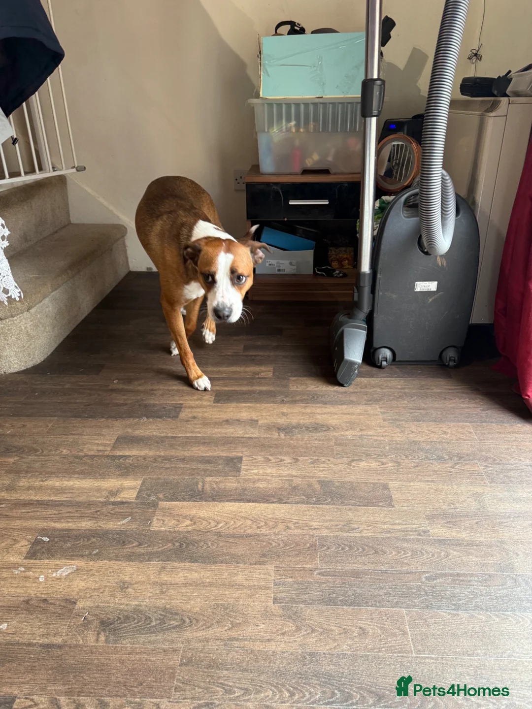 Mixed Breed dogs for sale: Male dog - Advert 2
