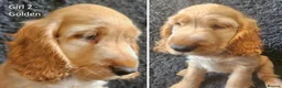 Cocker Spaniel dogs for sale: Pure Bred Show Cockers - KC Reg, Health Checked - Advert 6