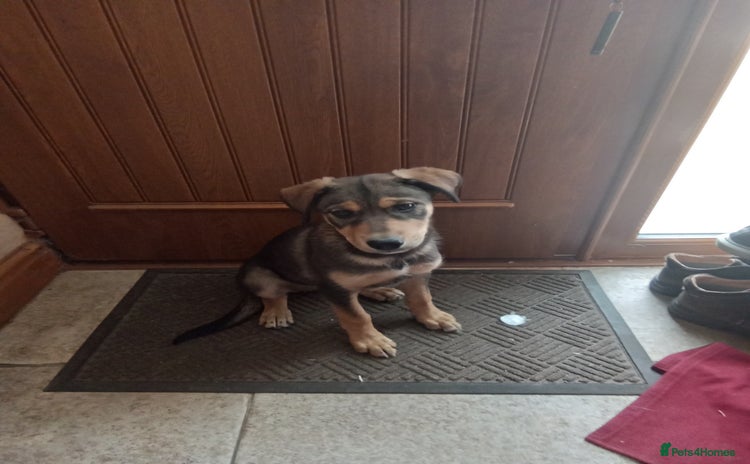 Mixed Breed dogs - Advert 1