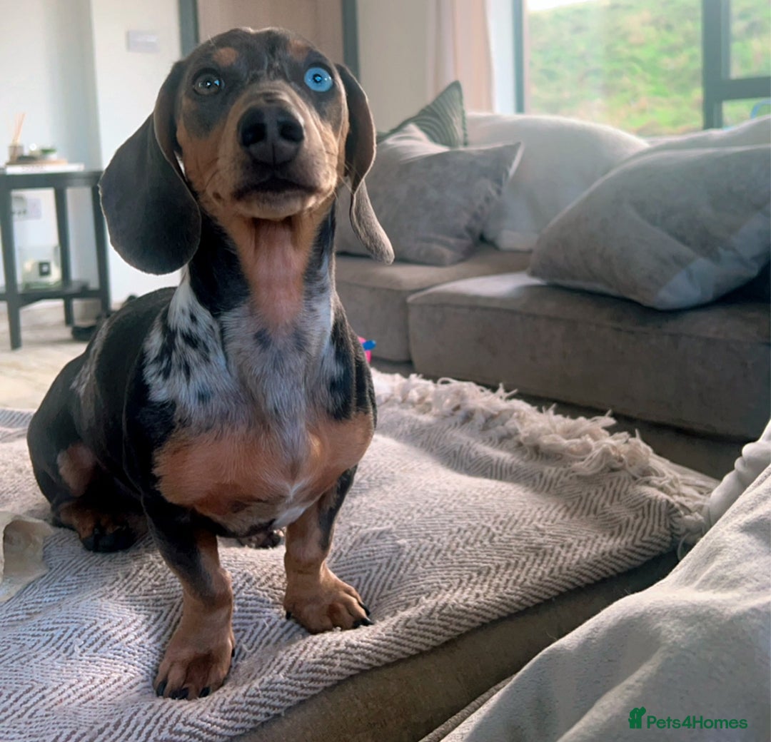 Dachshund dogs for stud: Dapple Dachshund  in Ellesmere Port - Image 3