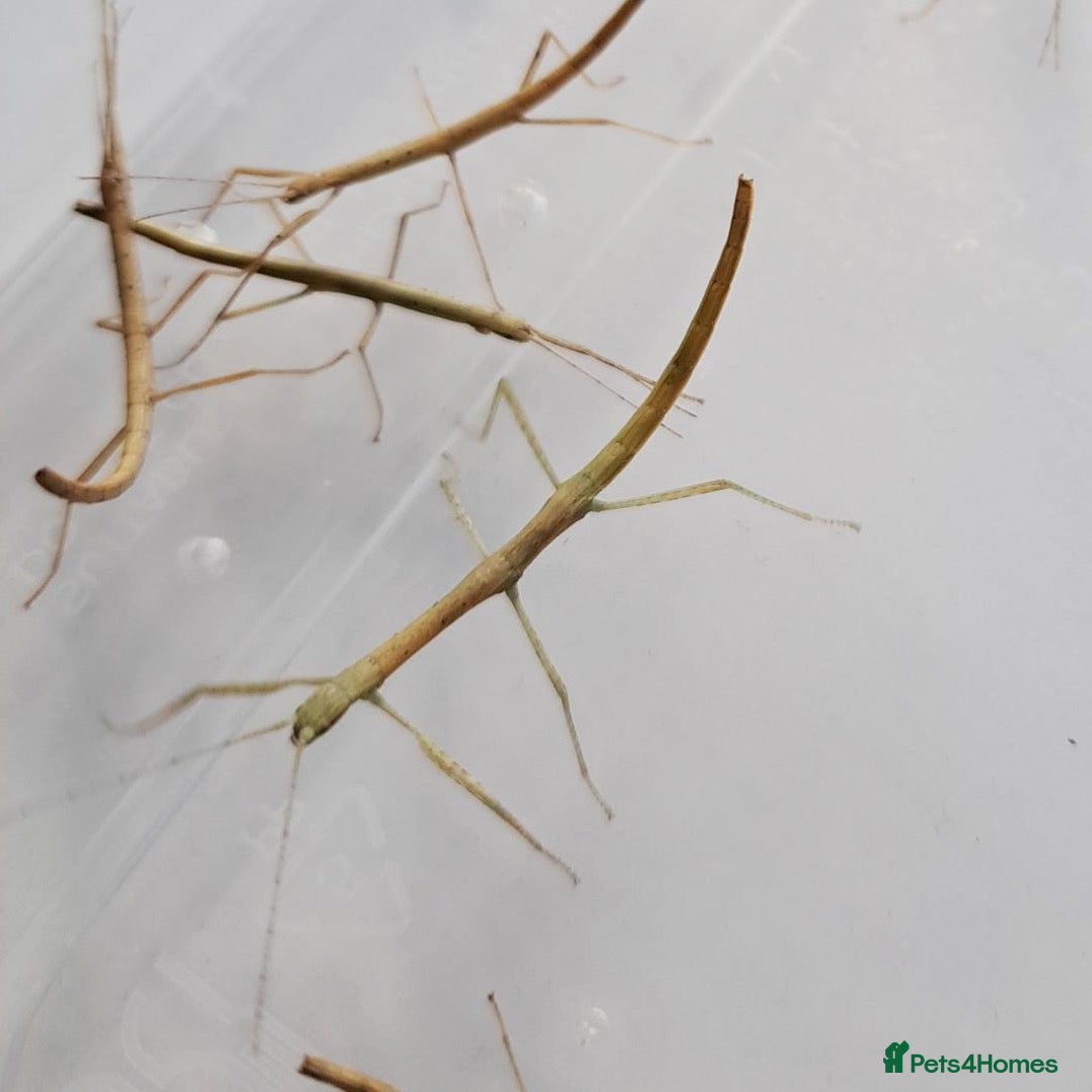 Stick Insects invertebrates Indian Stick Insects - 3-4cm Long - Advert 5
