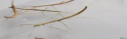 Stick Insects invertebrates for sale: Indian Stick Insects - 3-4cm Long in Southport - Advert 1