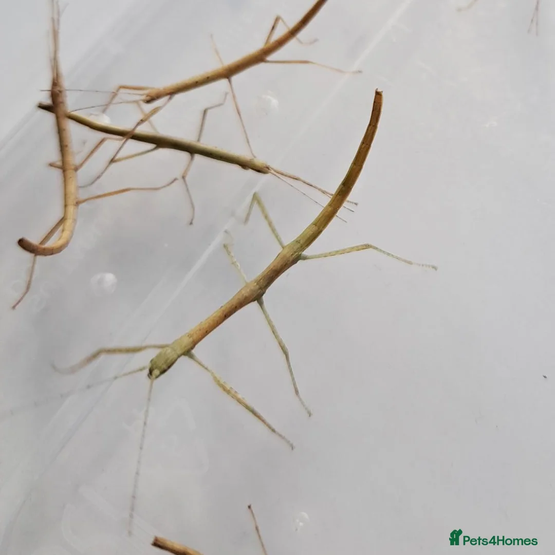 Stick Insects invertebrates for sale: Indian Stick Insects - 3-4cm Long in Southport - Advert 1