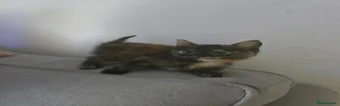 Mixed Breed 3