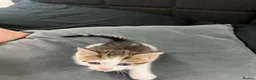 Mixed Breed cats for sale: 4 kittens  - Advert 10