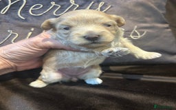 Maltipoo dogs for sale: Teeny tiny multipoos babies 🧸 - Advert 10