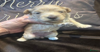 Maltipoo dogs - Advert 1