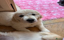 Golden Retriever dogs for sale: Cream beautiful golden retriever  - Image 7