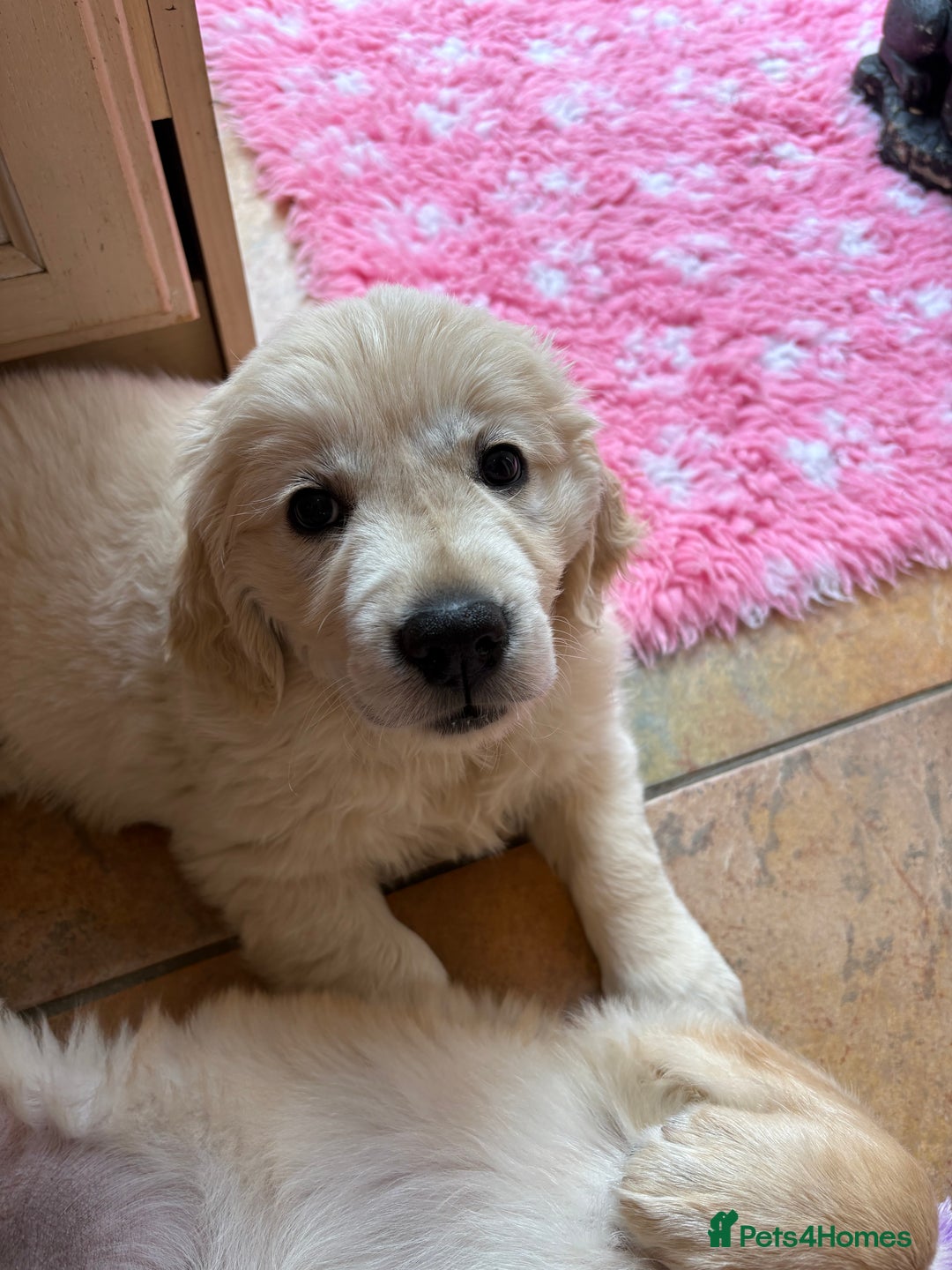 Golden Retriever dogs for sale: Cream beautiful golden retriever  - Image 7