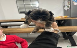 Lhasa Apso dogs for sale: Lhasa apso puppies  - Image 9