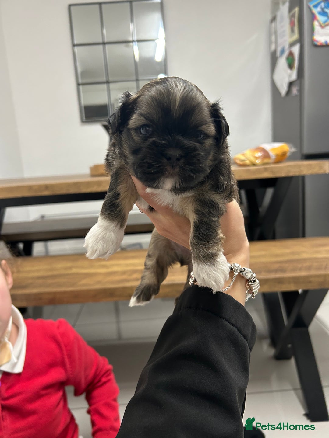 Lhasa Apso dogs for sale: Lhasa apso puppies  - Image 9