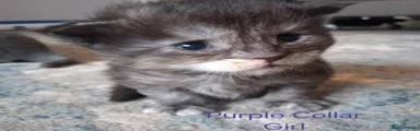 Purple Collar Girl