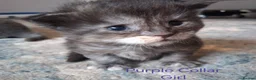 Maine Coon cats for sale: Maine Coon kittens ( 3weeks old ) - Advert 7