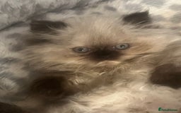 Persian cats for sale: Seal Colourpoint Persian Kittens - Image 3