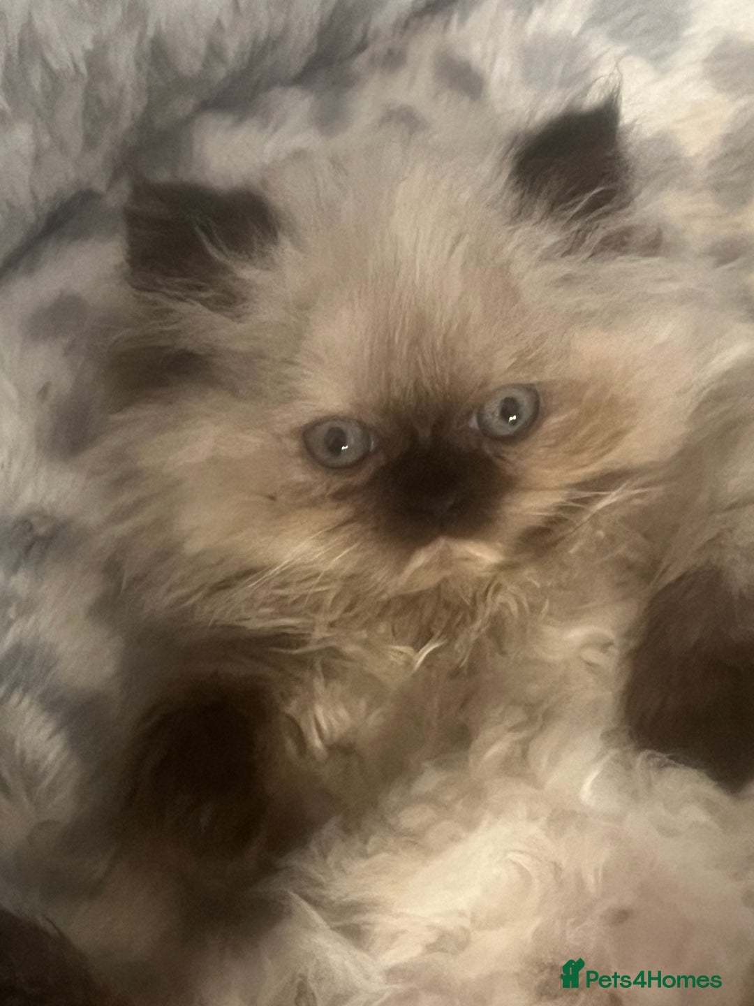 Persian cats for sale: Seal Colourpoint Persian Kittens - Image 3