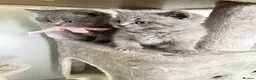 British Shorthair cats for sale: Pure British shorthair kittens Genetically tested - Advert 3