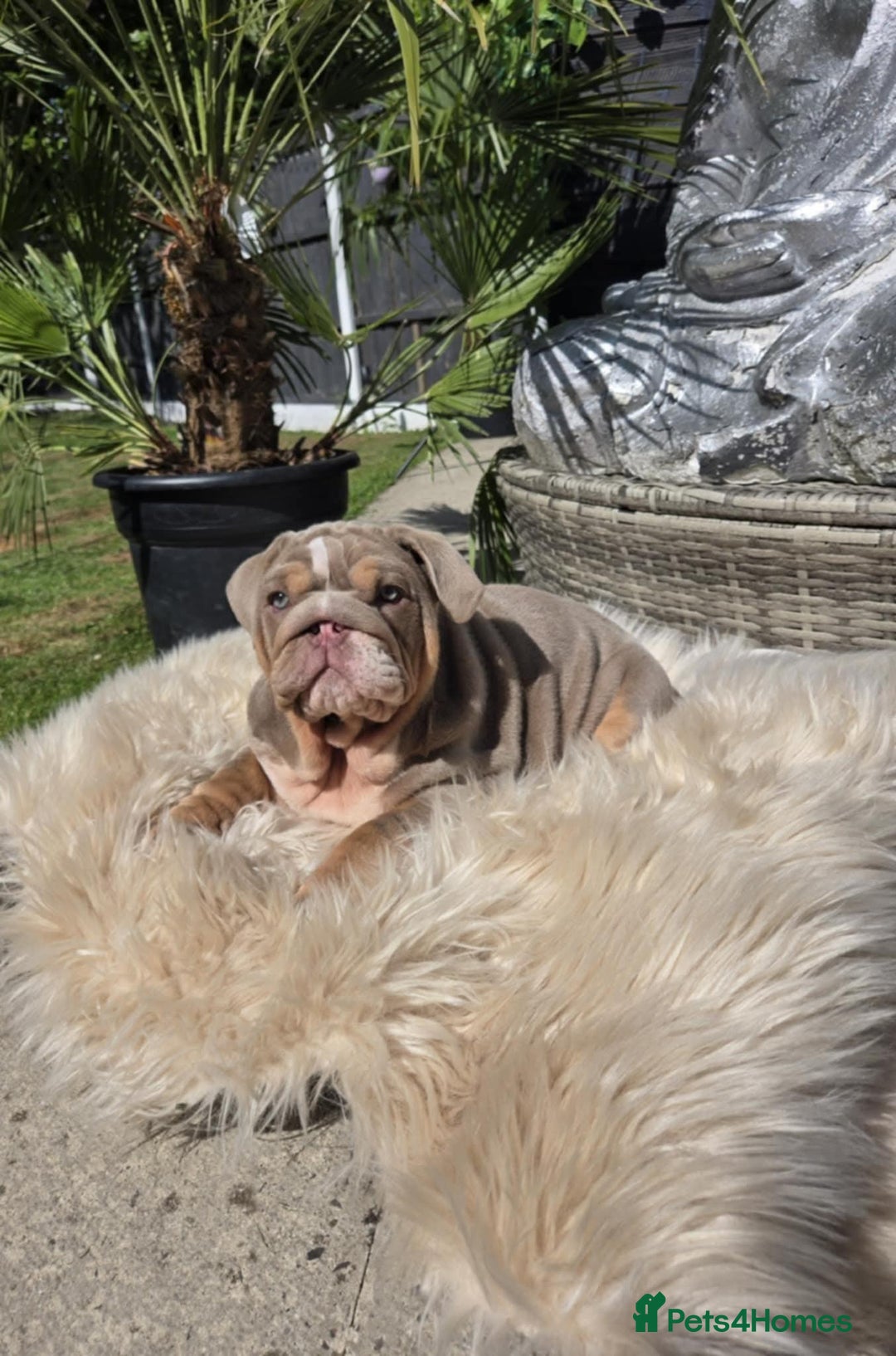 English Bulldog dogs for sale: English bulldog - Image 5