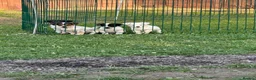 Jack Russell dogs for sale: Miniature Jack Russell terrier - Advert 6