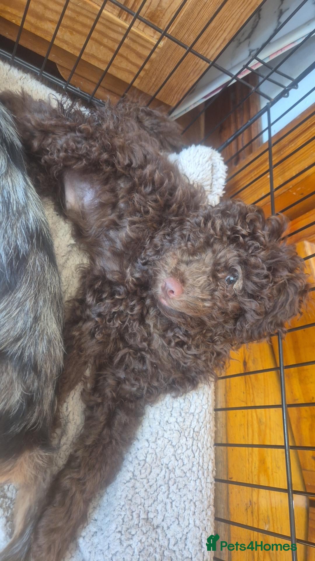 Miniature Poodle dogs Miniature poodle puppies  - Advert 7