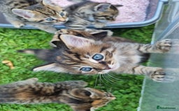 Mixed Breed cats for sale: Beautiful kittens for sale  - Image 8