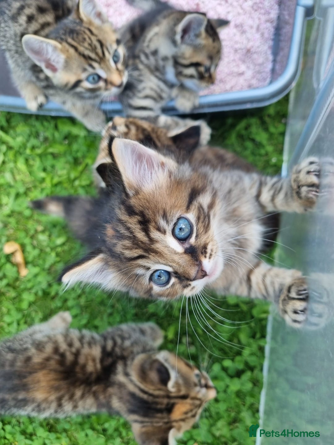Mixed Breed cats for sale: Beautiful kittens for sale  - Image 8