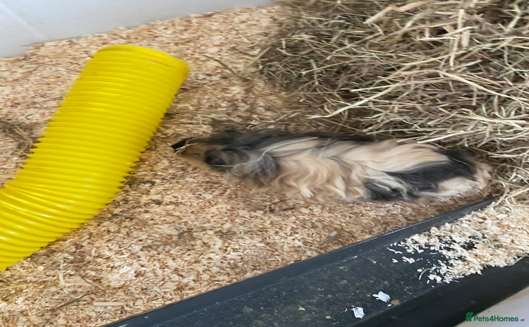 Guinea Pig rodents - Advert 9