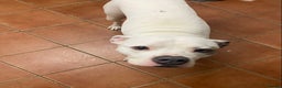 American Bulldog dogs for sale: American bulldog female  - Advert 3