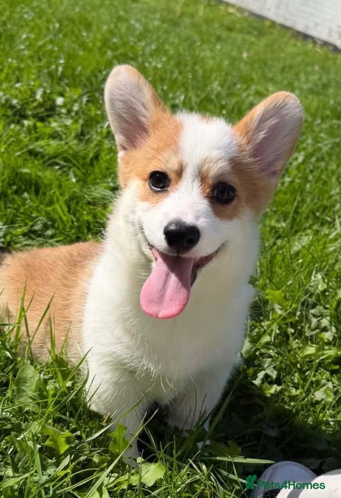 Welsh Corgi Pembroke dogs Stunning KC Registered Corgi Pups - Advert 1