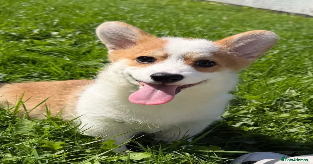 Pets for home Pets & Animals for sale | Pets4Homes