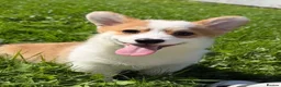 Welsh Corgi Pembroke dogs for sale: Stunning KC Registered Corgi Pups - Advert 1