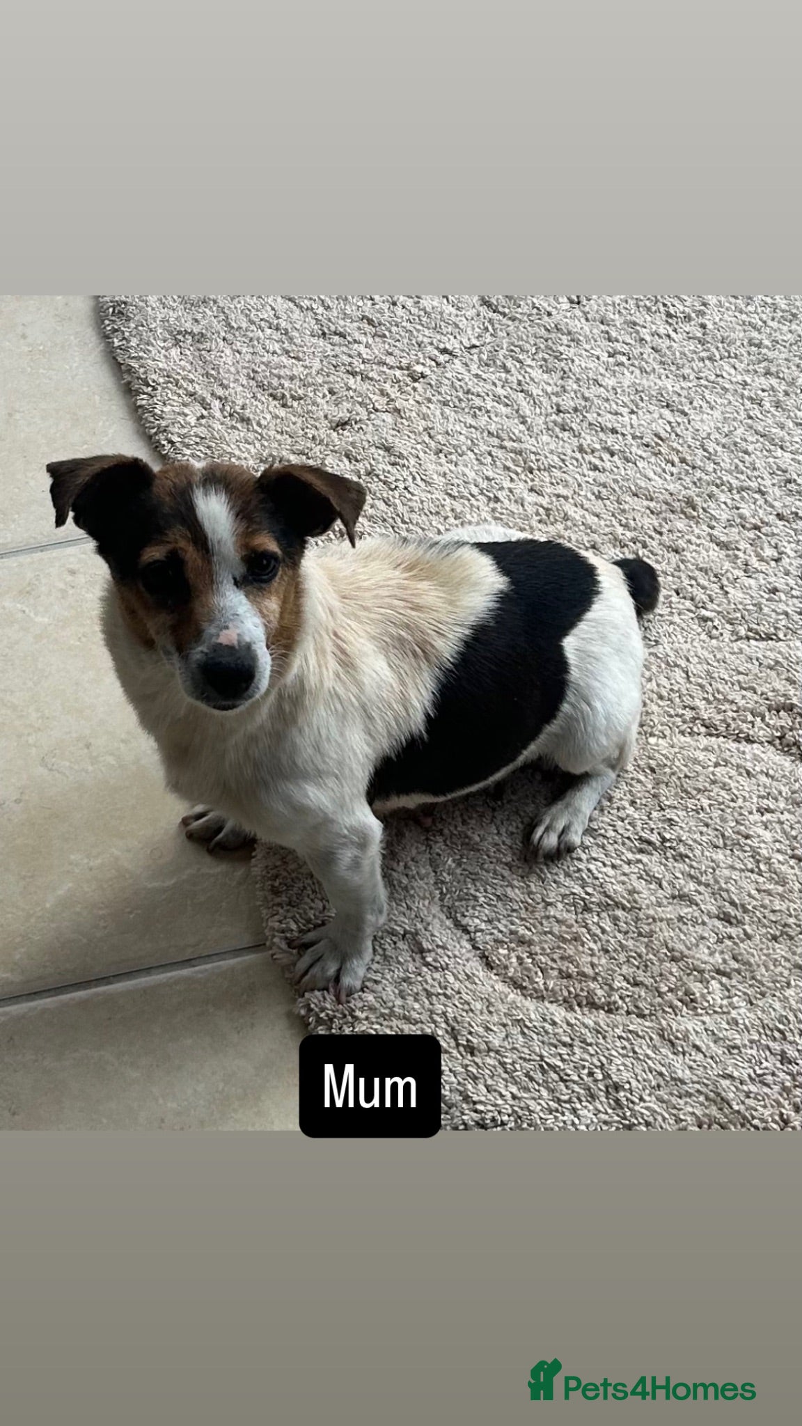 Jack Russell dogs 5 beautiful puppies 2 girls 3 boys  - Advert 1