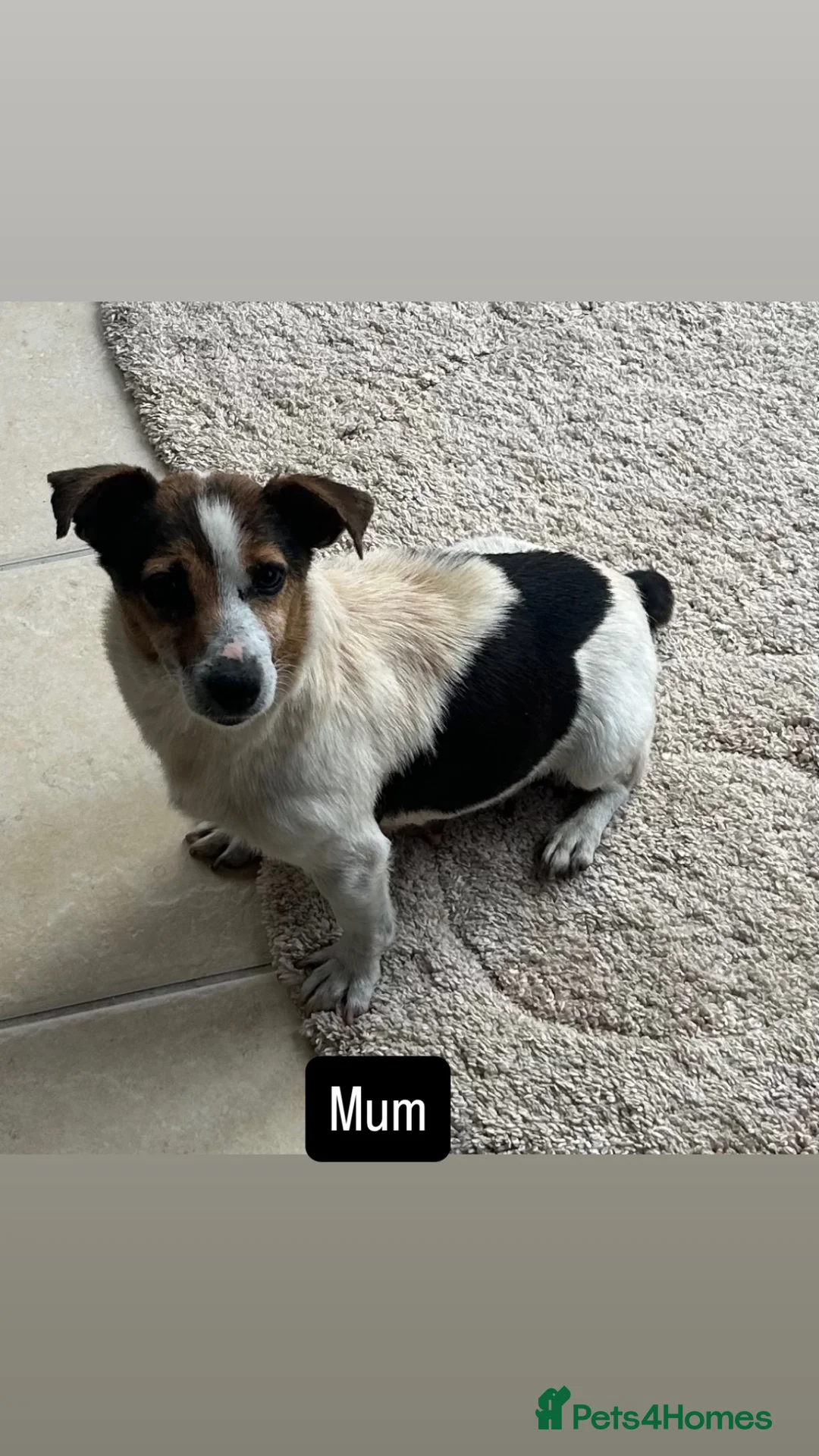 Jack Russell dogs for sale: 5 beautiful puppies 2 girls 3 boys  in Abingdon - Advert 1