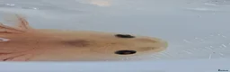 Axolotl reptiles for sale: Beautiful clutch of baby hypo Axolotls  - Advert 9