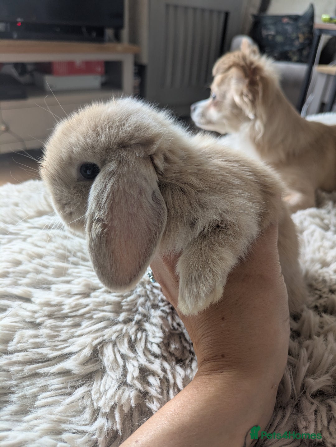 Mini Lop rabbits for sale: Mini Lop Rabbits – 3 Friendly Boys - Image 7