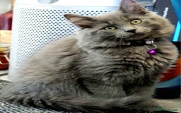 Mixed Breed cats for sale: Ragdoll/Russian Blue male kittens  - Image 4