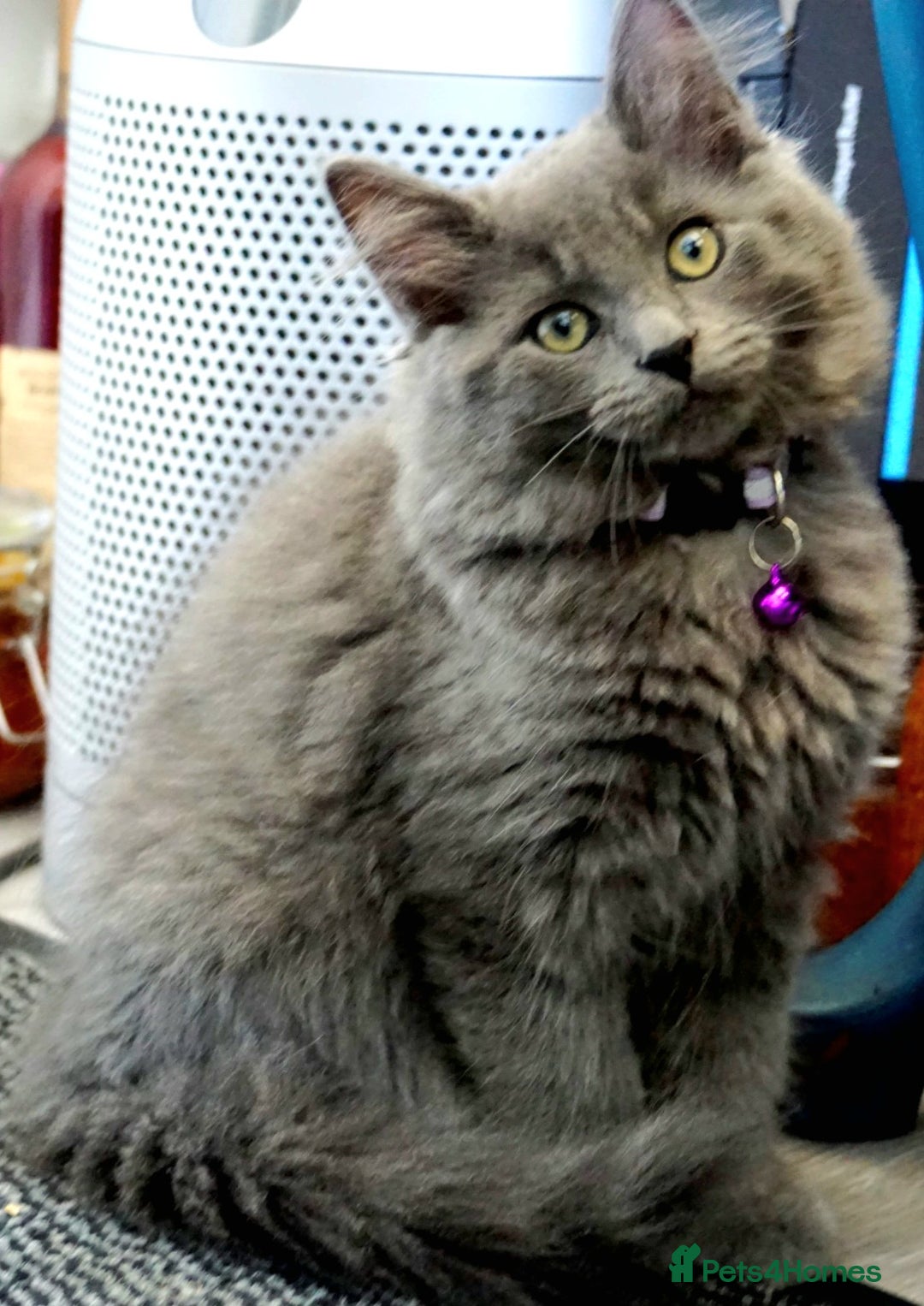 Mixed Breed cats for sale: Ragdoll/Russian Blue male kittens  - Image 4