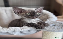 Devon Rex cats for sale: **Pedigree Devon Rex Girls** - Image 4