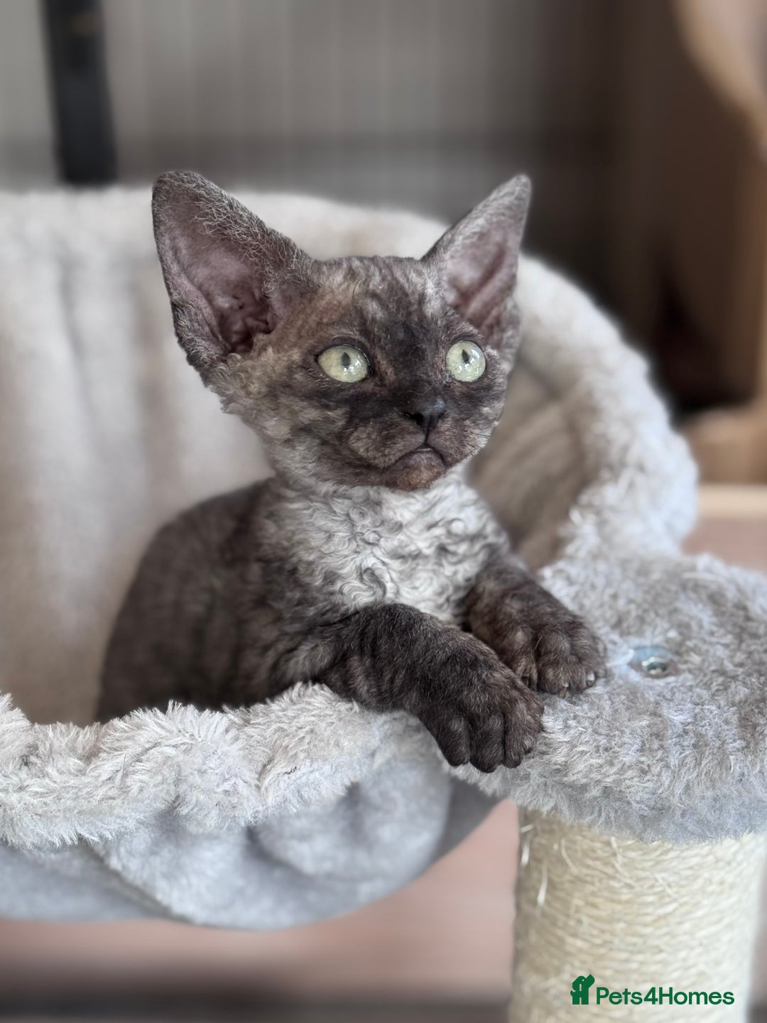 Devon Rex cats for sale: **Pedigree Devon Rex Girls** - Image 4