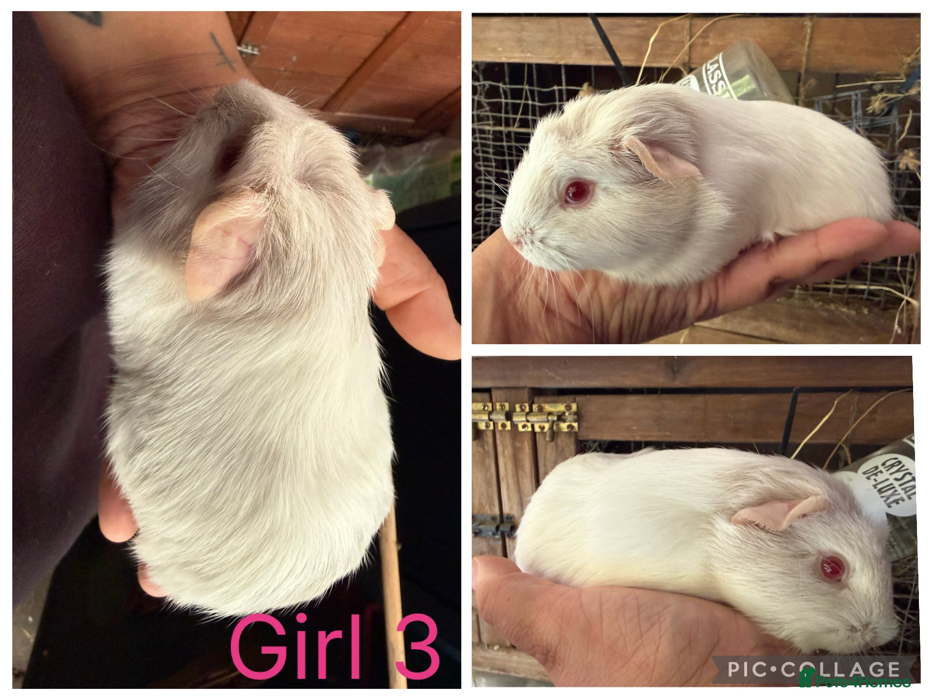 Guinea Pig rodents for sale: Baby guinea pigs  - Advert 3
