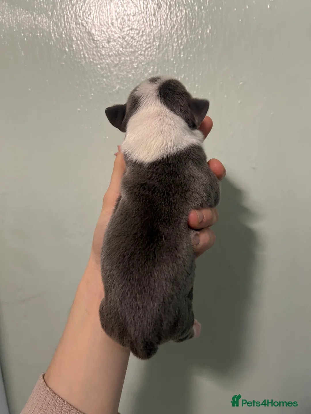 Staffordshire Bull Terrier dogs for sale: Staffordshire bull terrier puppies  - Advert 5