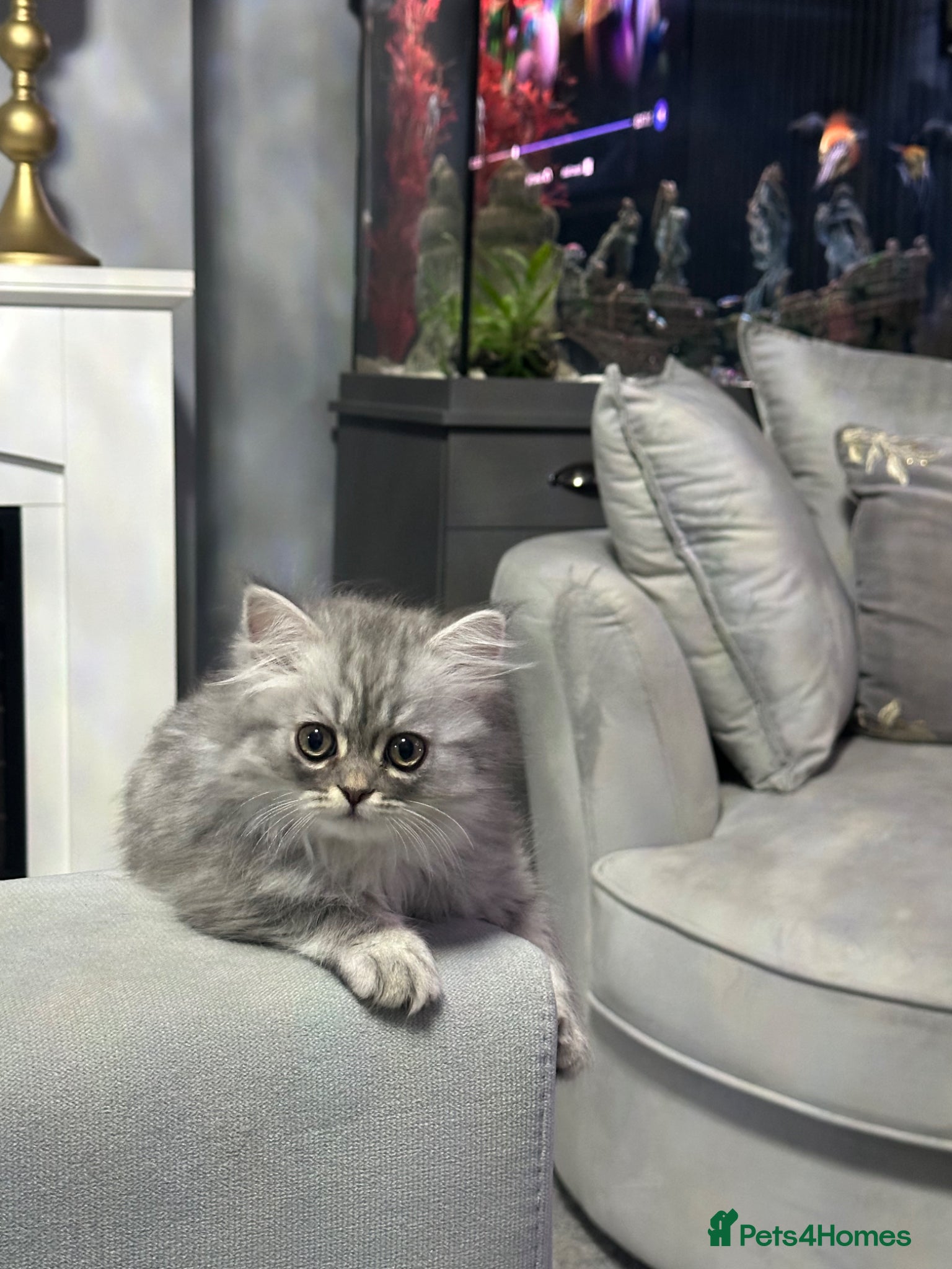 Persian cats for sale: Pure Persian long coat kitten’s - Advert 9