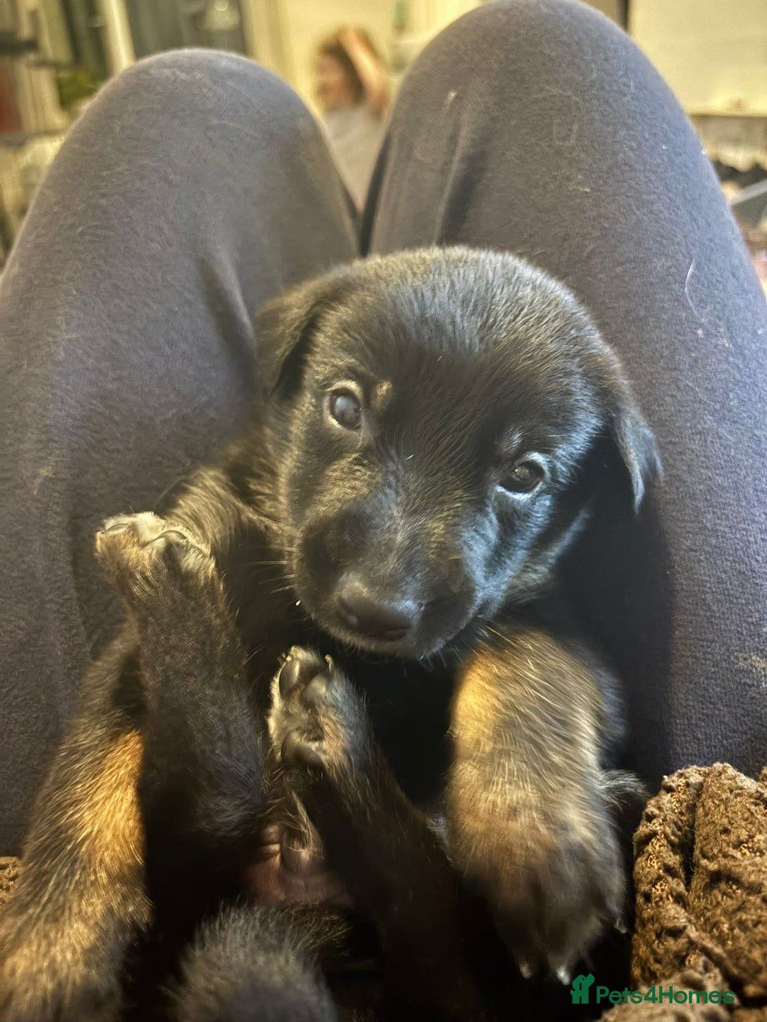 Mixed Breed dogs for sale: Lurcher x German Shepard puppies forsale - Image 13