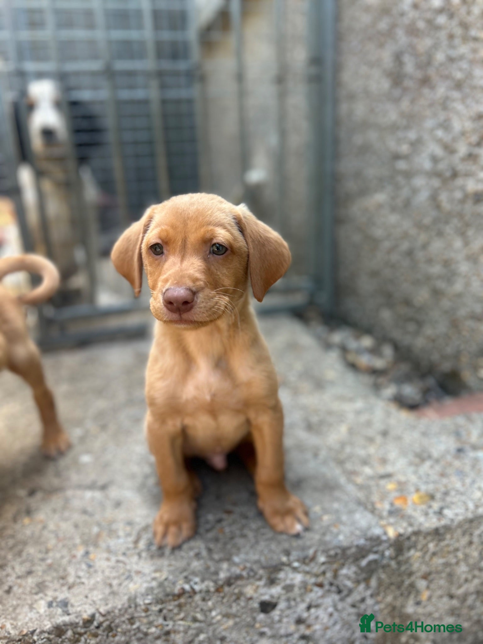 Labrador Retriever dogs Lab puppies - Advert 17