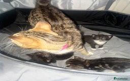 Bengal cats for sale: Cross Bengals  - Image 8