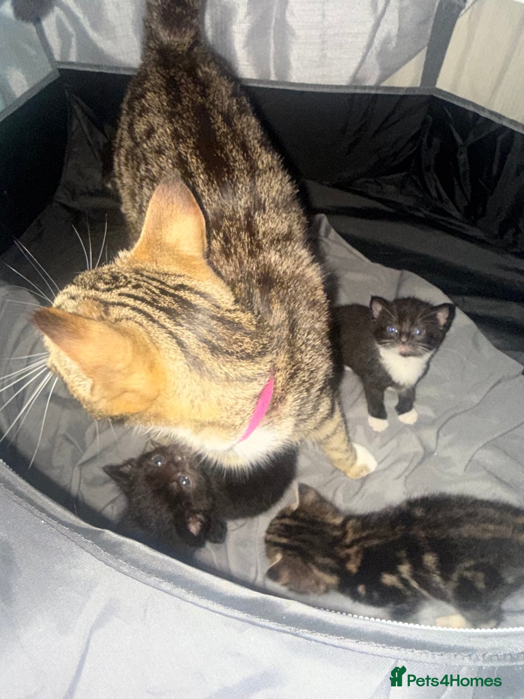 Bengal cats for sale: Cross Bengals  - Image 8