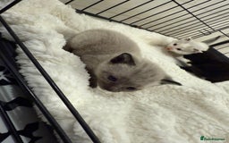 Domestic Shorthair cats for sale: 6 Male Domestic Shorthair kittens for sale!! - Advert 5