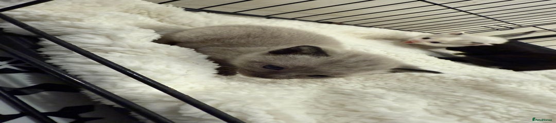 Domestic Shorthair Kitten 5