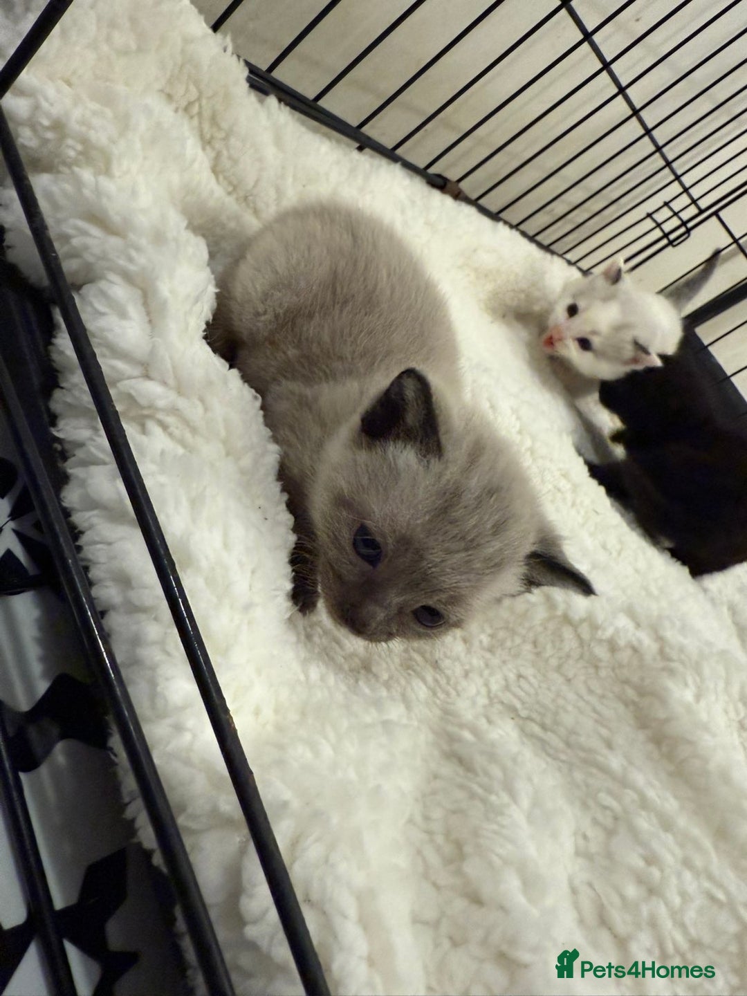 Domestic Shorthair cats for sale: 6 Male Domestic Shorthair kittens for sale!! - Advert 5