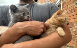 British Shorthair cats for sale: X BSH kittens - Image 18