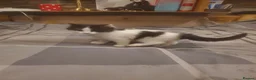 Mixed Breed cats for sale: 4 kitten ready for there forever homes - Advert 2